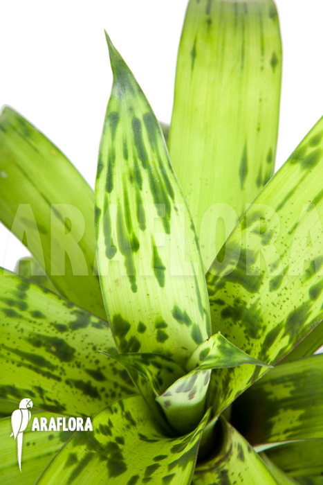 Vriesea striped &lsquo;nr 08130&rsquo;