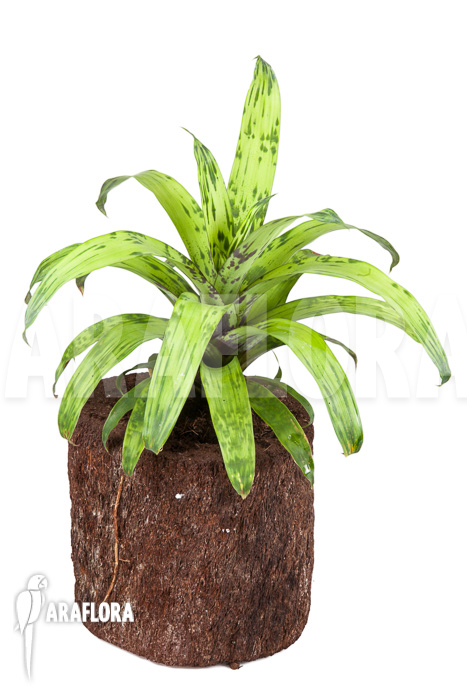 Vriesea striped &lsquo;nr 08130&rsquo;