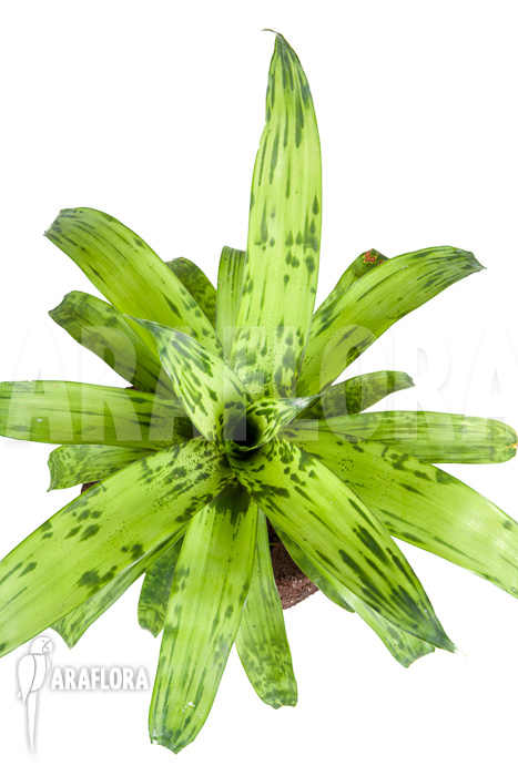 Vriesea striped &lsquo;nr 08130&rsquo;