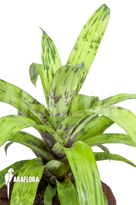 Vriesea striped &lsquo;nr 08130&rsquo;