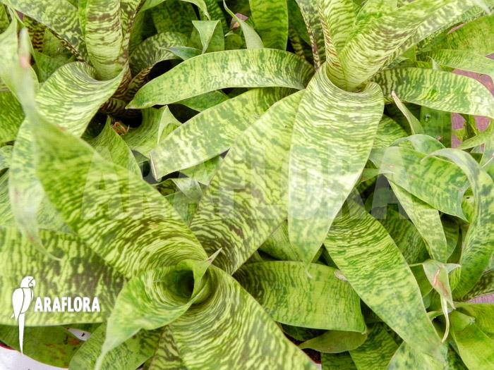 Vriesea x green striped