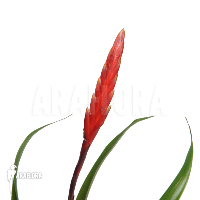 Vriesea x &lsquo;Elan&rsquo;