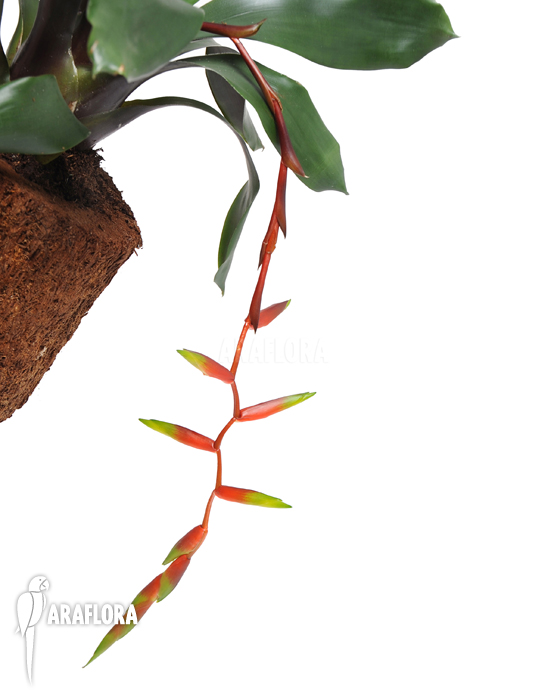 Vriesea x &lsquo;Simplex&rsquo;