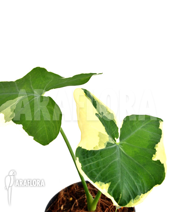 Xanthosoma albo marginata &lsquo;Mickey Mouse&rsquo;