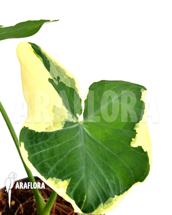 Xanthosoma albo marginata &lsquo;Mickey Mouse&rsquo;