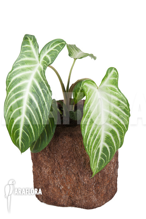 Xanthosoma lindenii &lsquo;M&rsquo;