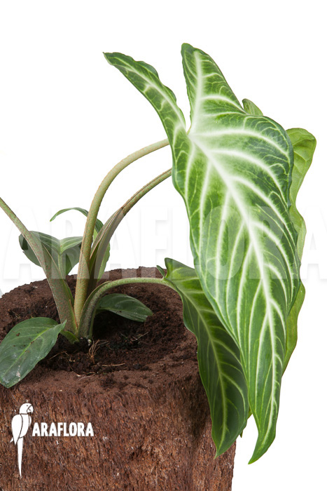 Xanthosoma lindenii &lsquo;M&rsquo;