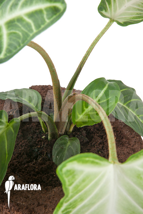 Xanthosoma lindenii &lsquo;M&rsquo;