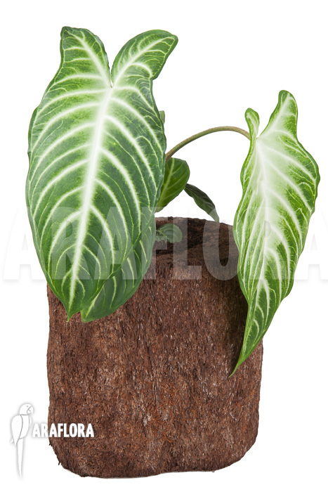 Xanthosoma lindenii &lsquo;M&rsquo;