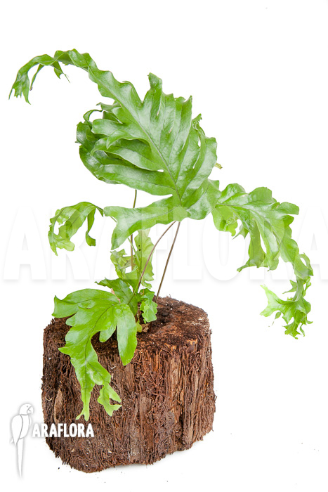 xPhlebosia Nicolas Diamond (Phlebodium x Pyrrosia) &lsquo;Starter&rsquo;