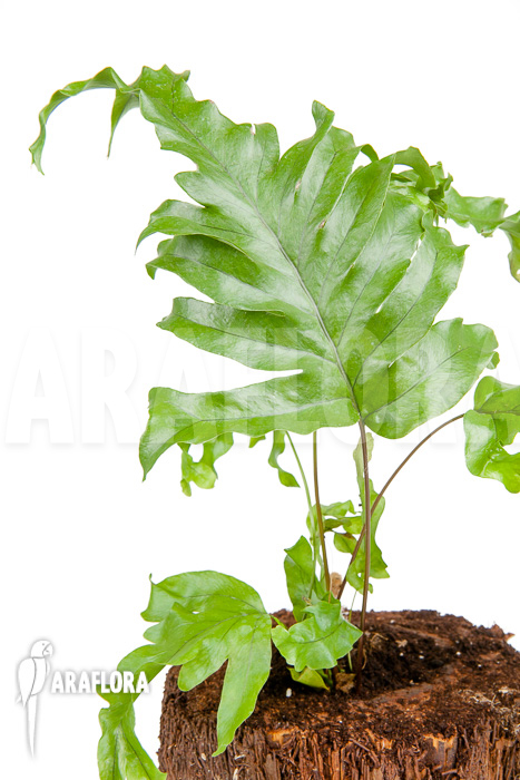 xPhlebosia Nicolas Diamond (Phlebodium x Pyrrosia) &lsquo;Starter&rsquo;