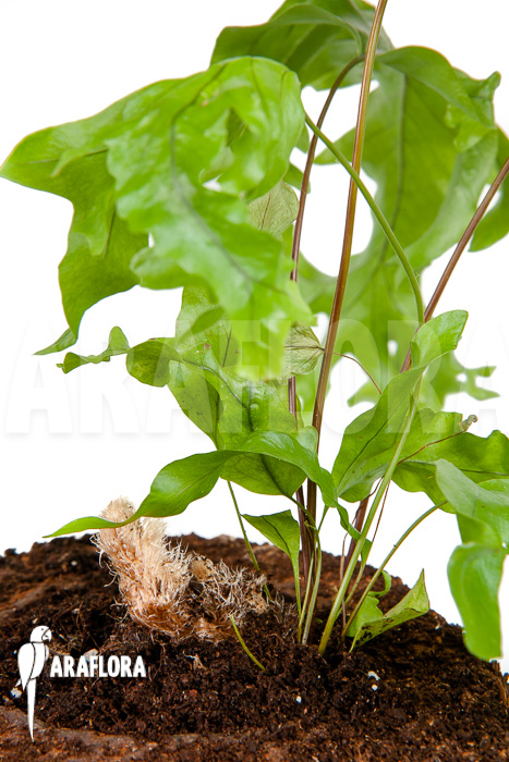 xPhlebosia Nicolas Diamond (Phlebodium x Pyrrosia) &lsquo;Starter&rsquo;