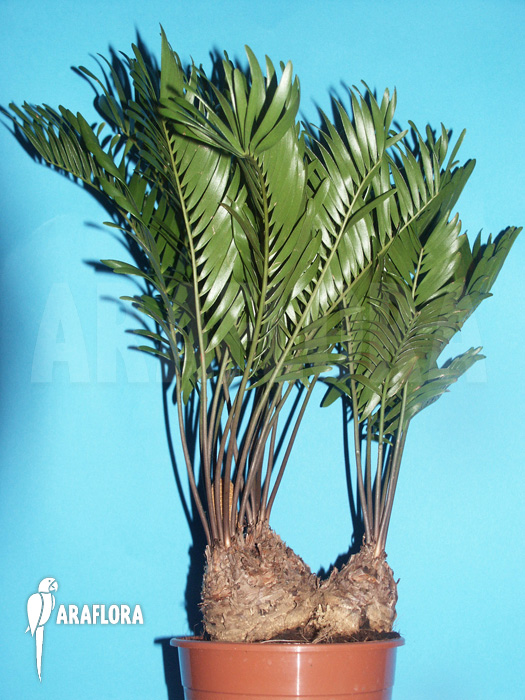 Zamia floridiana