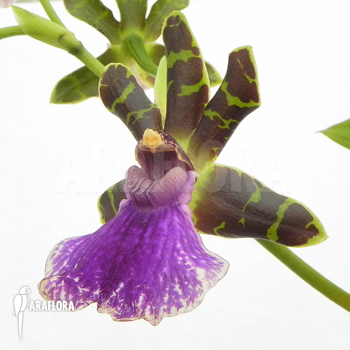 Zygopetalum Rhein Blue Baby &lsquo;A&rsquo;