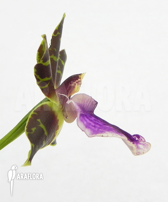 Zygopetalum Rhein Blue Baby &lsquo;A&rsquo;