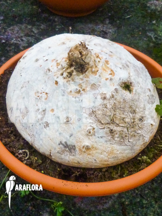 Zygosicyos tripartitus