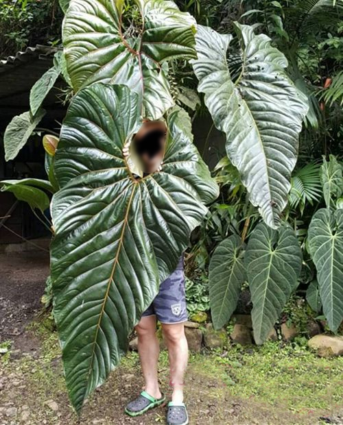 Anthurium decipiens &lsquo;example&rsquo;