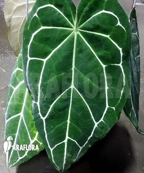 Anthurium chrystallinum (SouthAmerica)