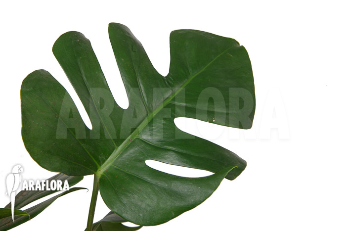 Monstera deliciosa