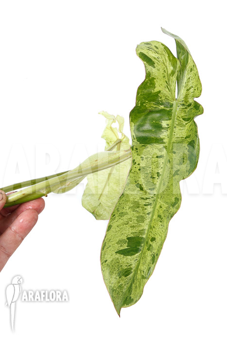 Philodendron Paraiso Verde rooted cutting