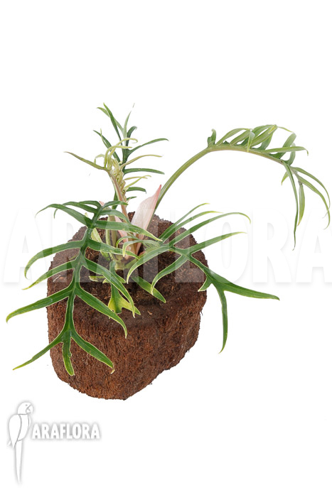 Philodendron polypodioides (tortum) S