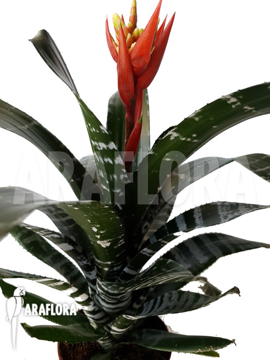 Aechmea chantinii &lsquo;Starter&rsquo;