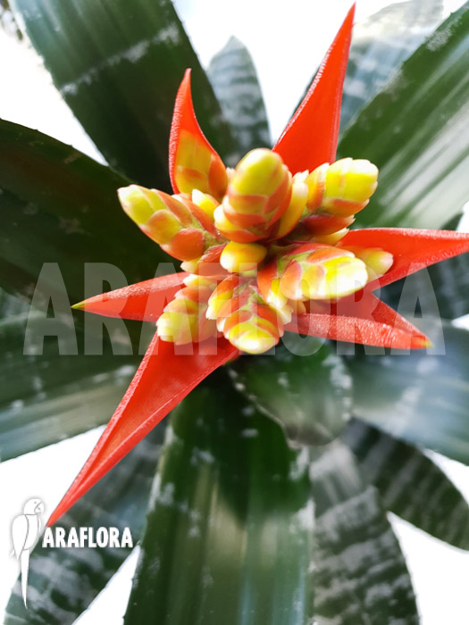 Aechmea chantinii &lsquo;Starter&rsquo;