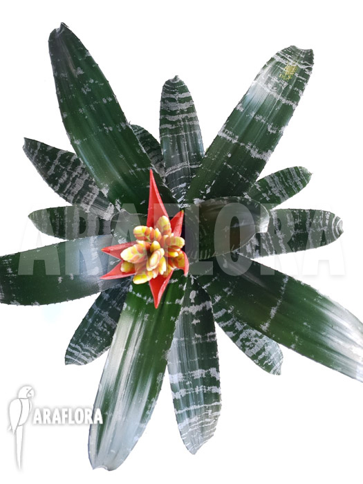 Aechmea chantinii &lsquo;Starter&rsquo;