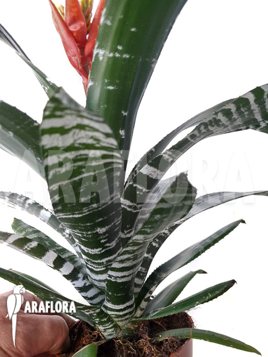 Aechmea chantinii &lsquo;Starter&rsquo;