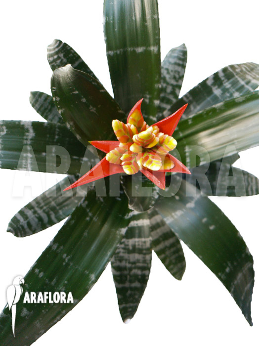 Aechmea chantinii &lsquo;Starter&rsquo;