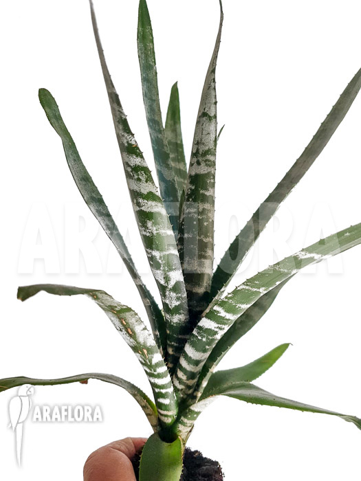 Aechmea chantinii &lsquo;Starter&rsquo;