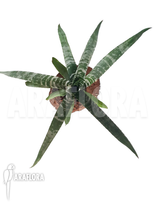 Aechmea chantinii &lsquo;Starter&rsquo;