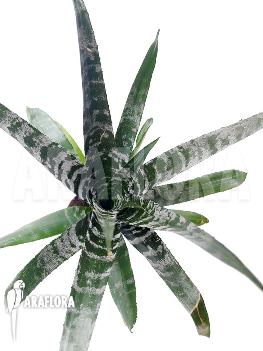 Aechmea chantinii &lsquo;Starter&rsquo;