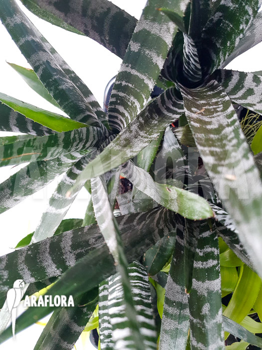 Aechmea chantinii &lsquo;Starter&rsquo;