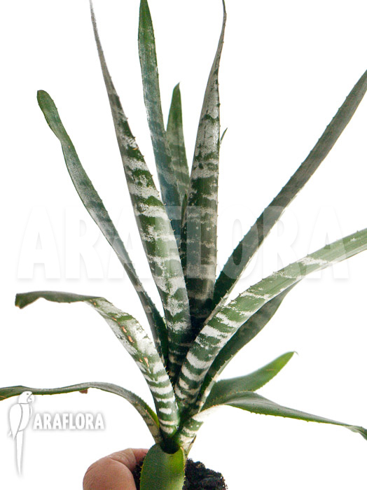 Aechmea chantinii &lsquo;Starter&rsquo;