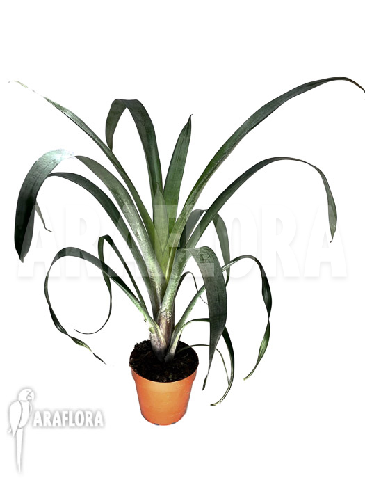 Alcantarea odorata &lsquo;M&rsquo;