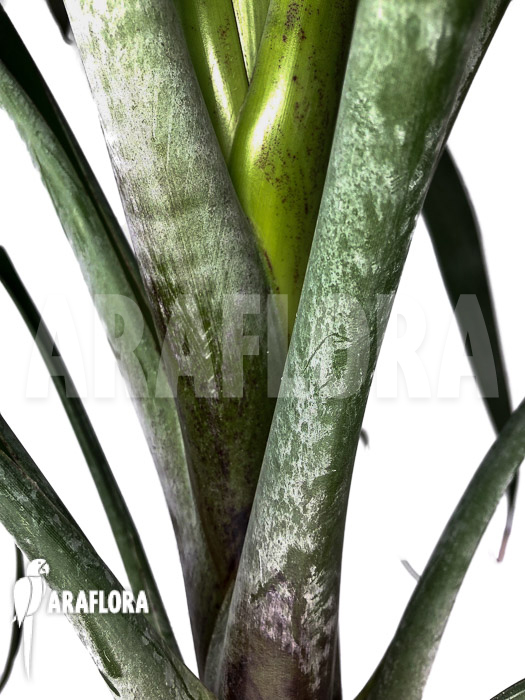 Alcantarea odorata &lsquo;M&rsquo;