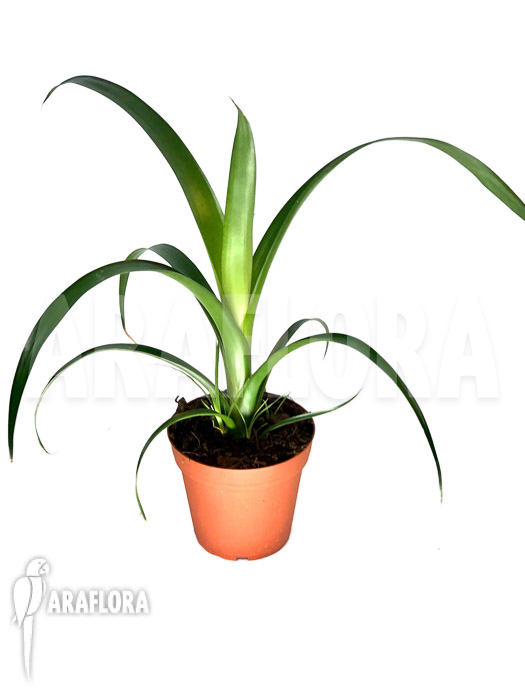 Alcantarea regina &lsquo;M&rsquo;