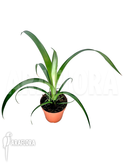 Alcantarea regina &lsquo;M&rsquo;