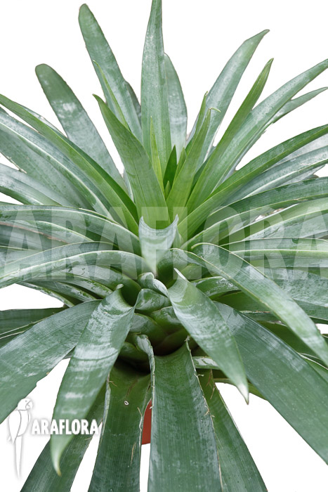 Alcantarea regina &lsquo;Adult form&rsquo;