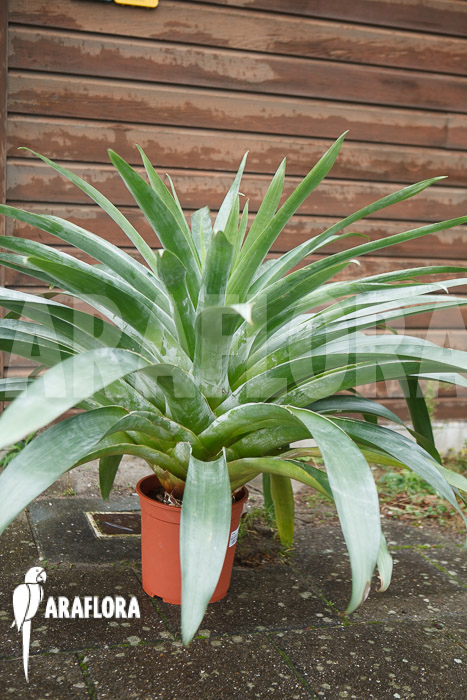 Alcantarea regina &lsquo;Adult form&rsquo;