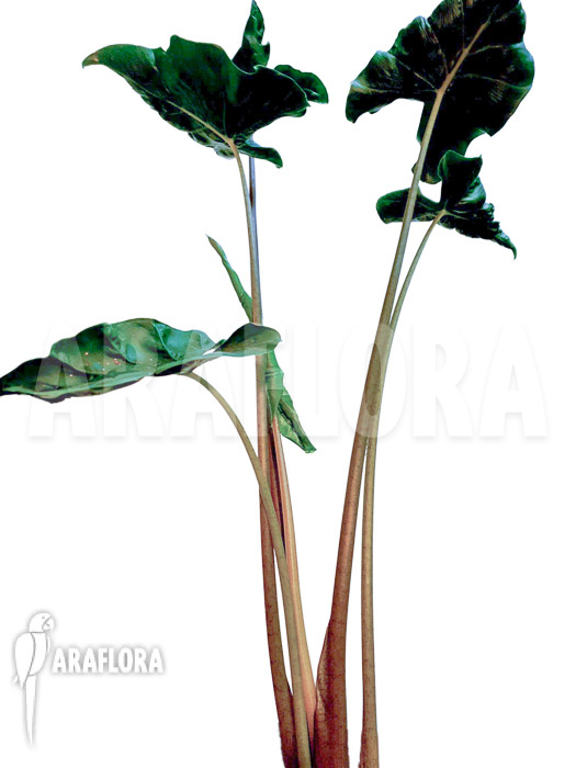 Alocasia &lsquo;Dragon tail&rsquo;