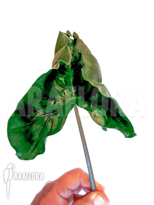 Alocasia &lsquo;Dragon tail&rsquo;