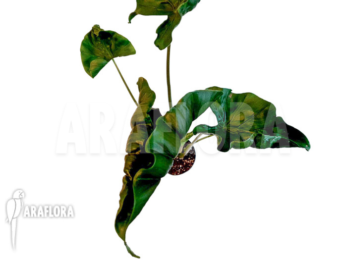 Alocasia &lsquo;Dragon tail&rsquo;