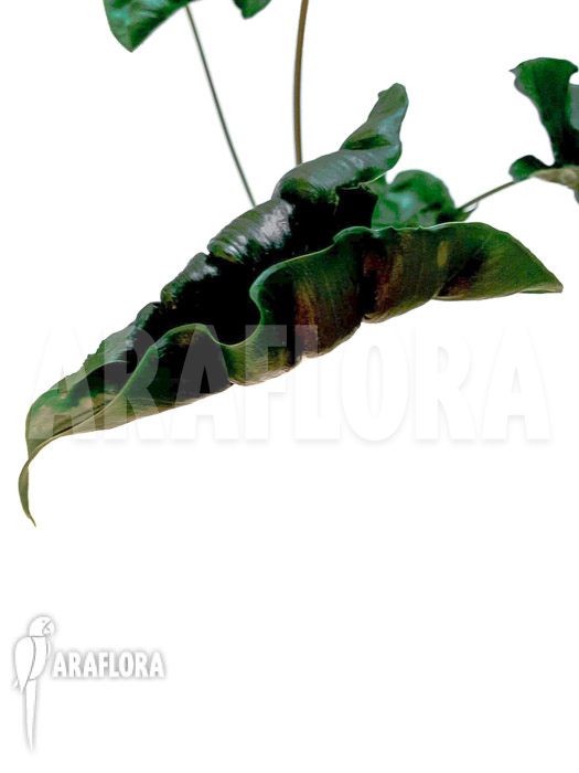 Alocasia &lsquo;Dragon tail&rsquo;
