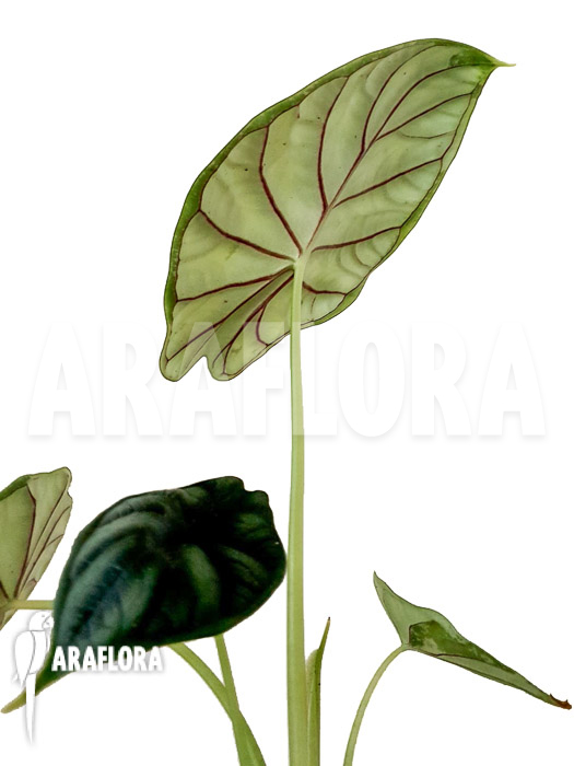 Alocasia baginda &lsquo;M&rsquo;