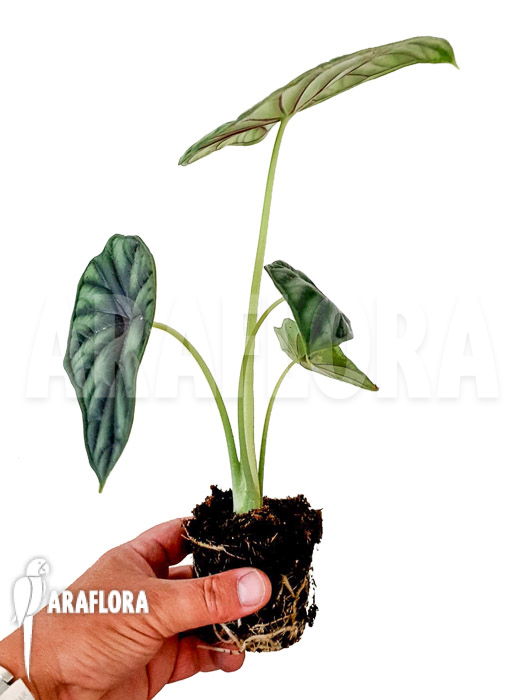 Alocasia baginda &lsquo;M&rsquo;