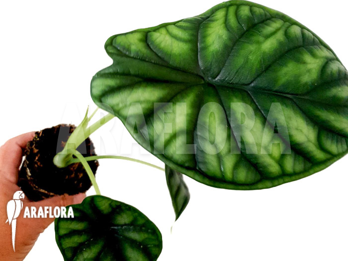 Alocasia baginda &lsquo;M&rsquo;