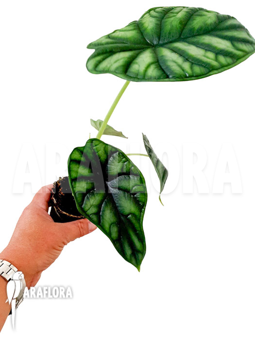Alocasia baginda &lsquo;M&rsquo;