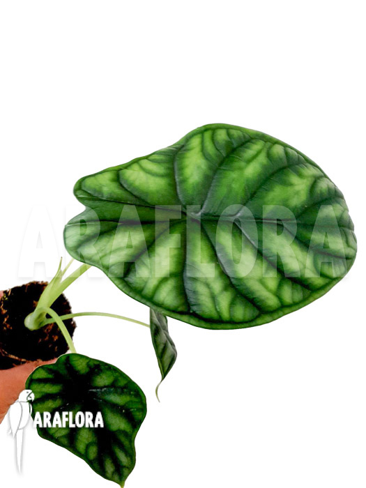 Alocasia baginda &lsquo;M&rsquo;